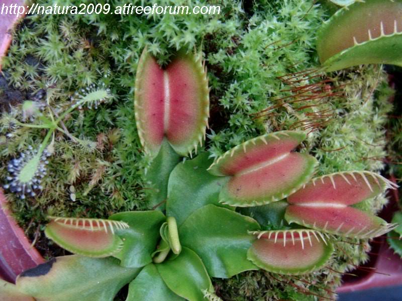 Dionaea Muscipula